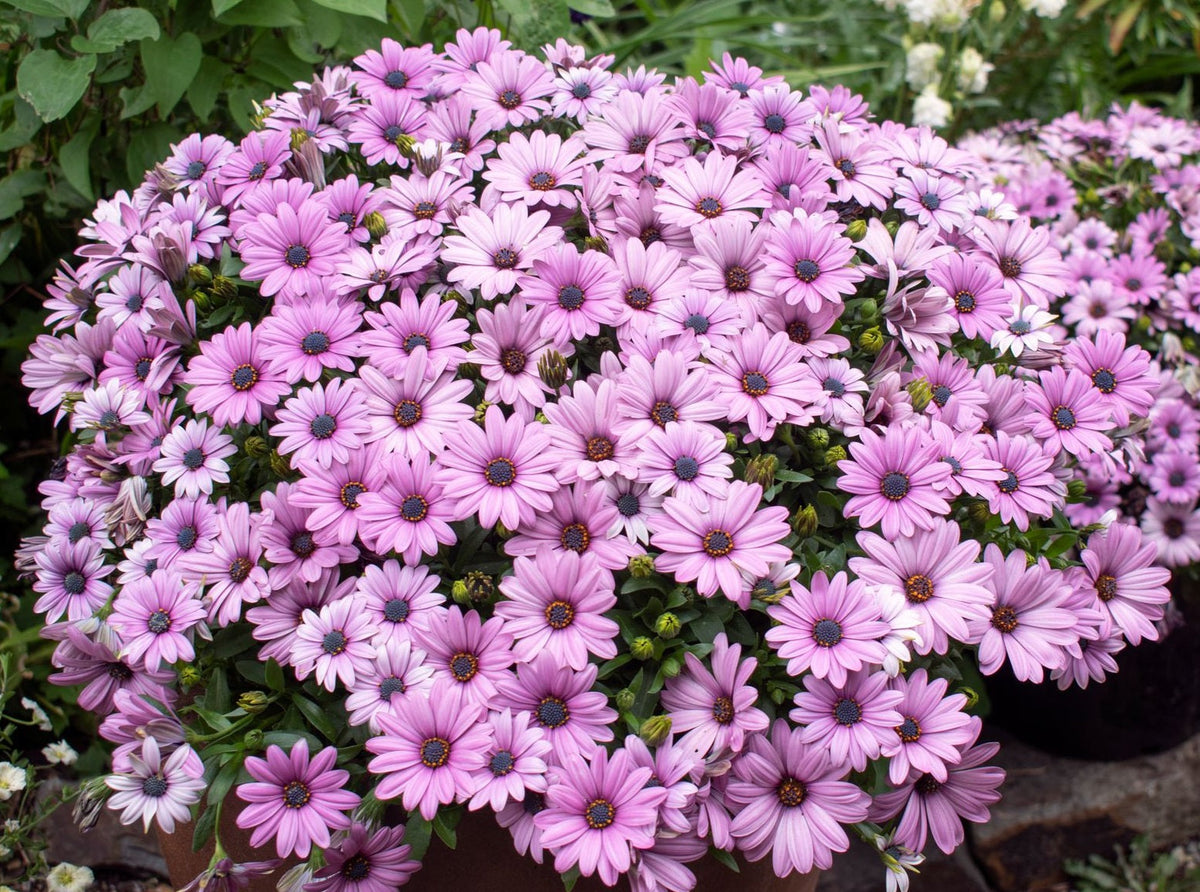 Osteospermum - Daisy Chain™ PINK - African Daisy