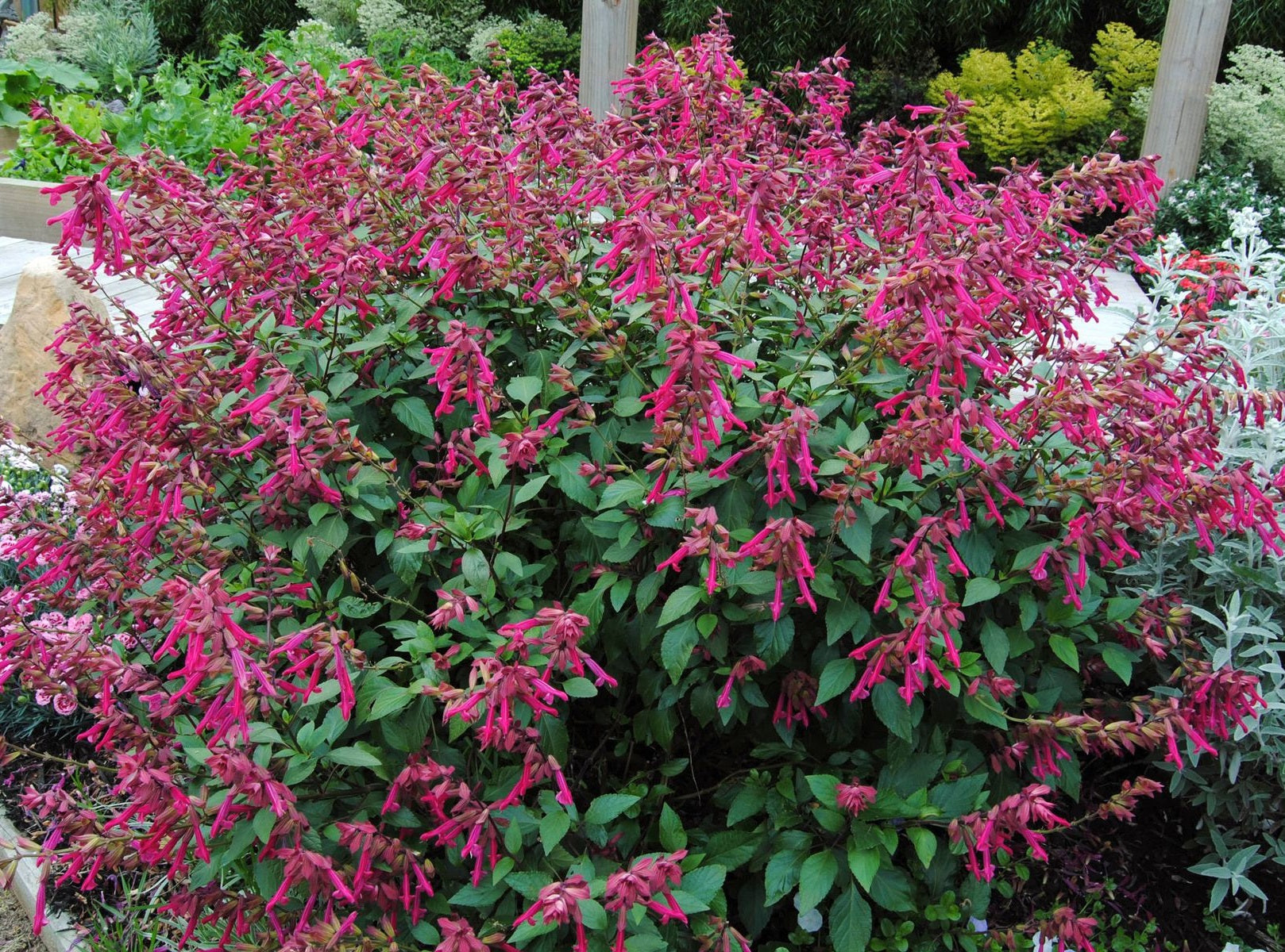 Salvia buchananii x chiapensis - WENDYS WISH - Garnet Fuchsia Sage 'Wendys Wish' PBR