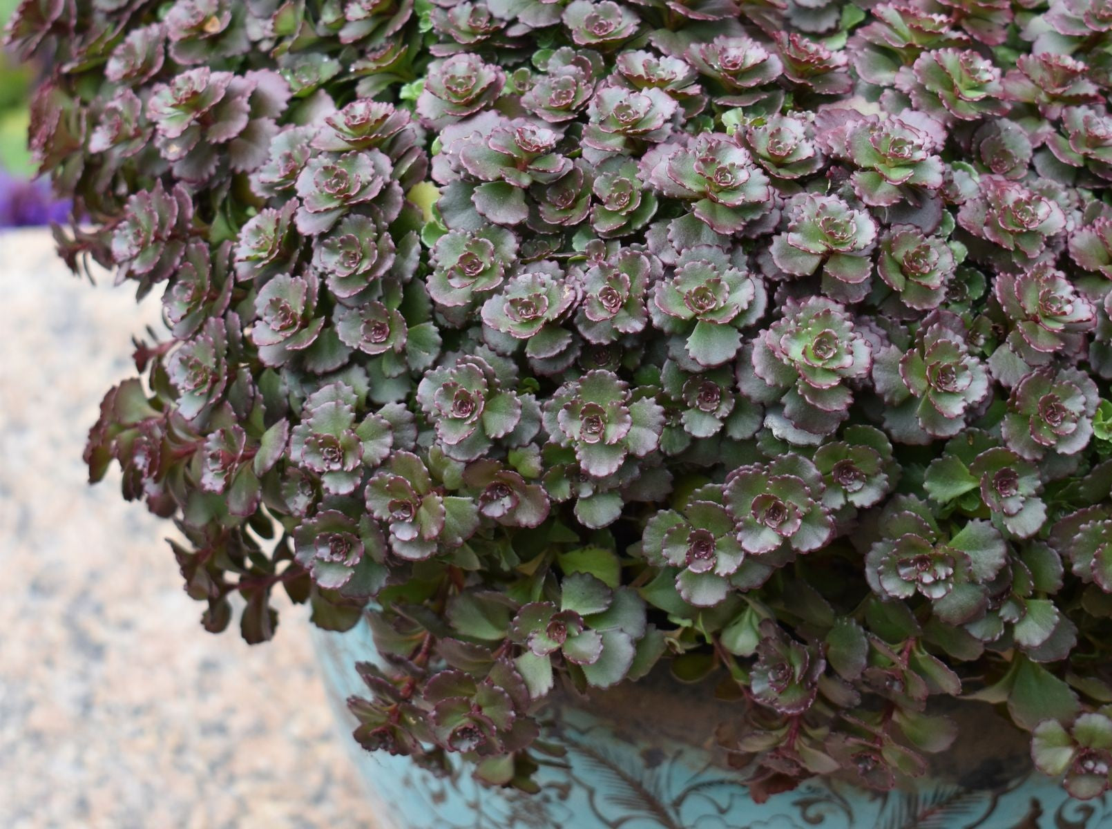 Phedimus spurius - CHOCOLATE BLOB® - Creeping Stonecrop