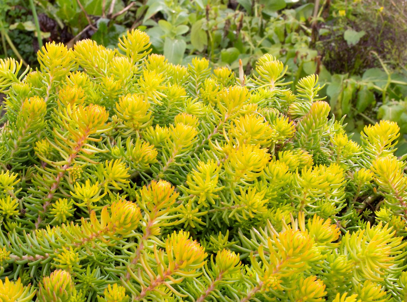 Petrosedum rupestre - GOLD BLOB® - Reflexed Stonecrop