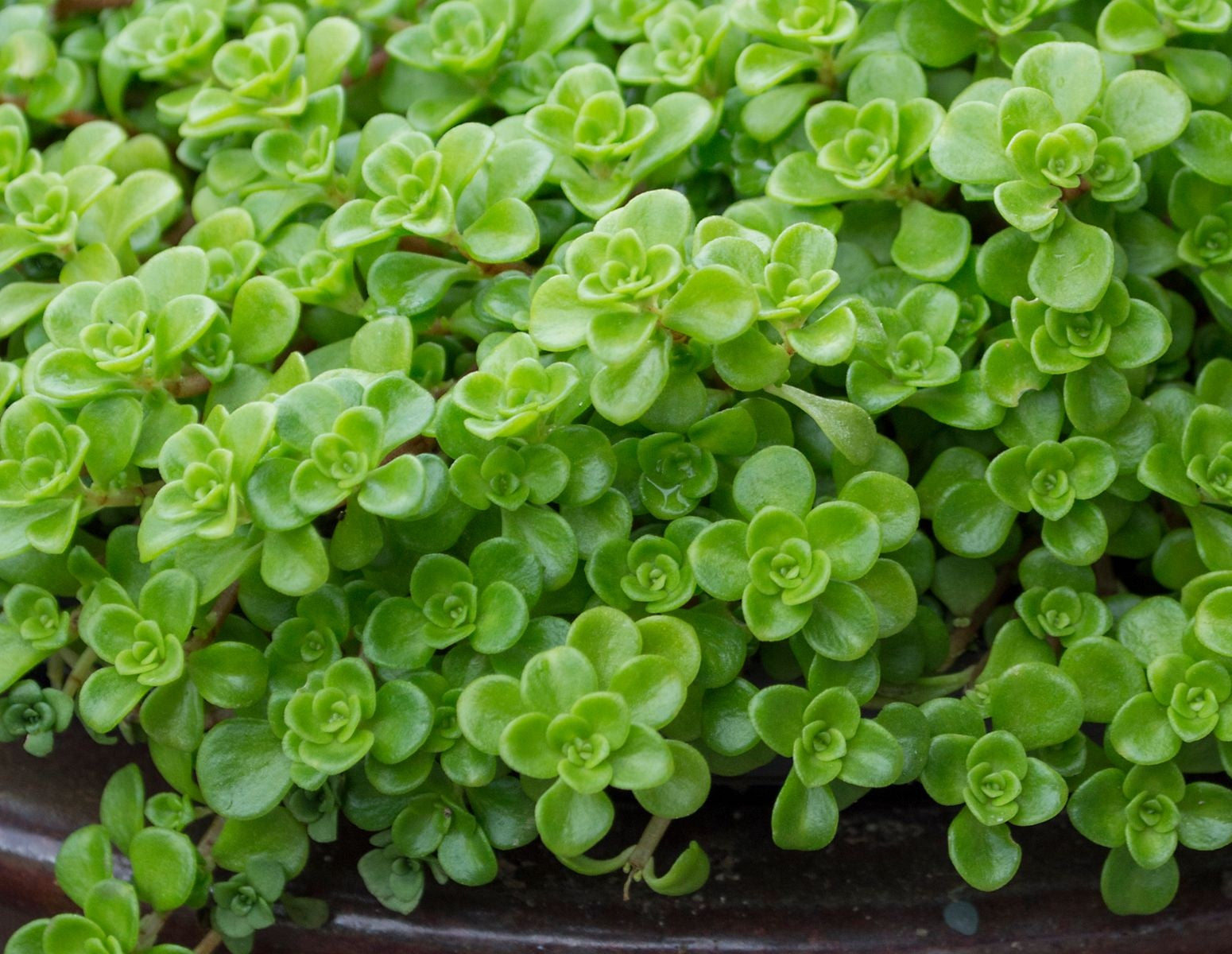 Phedimus spurius - GREEN BLOB® - Creeping Stonecrop