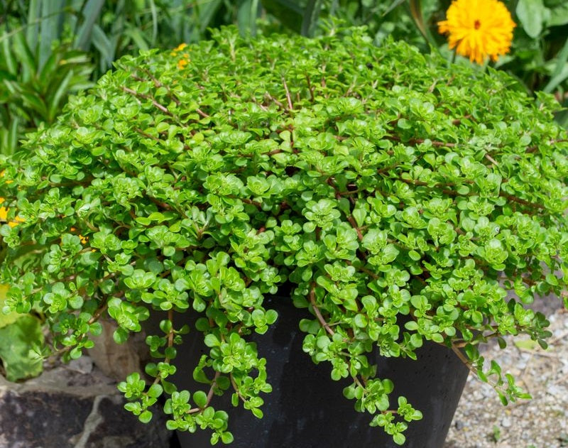 Phedimus spurius - GREEN BLOB® - Creeping Stonecrop