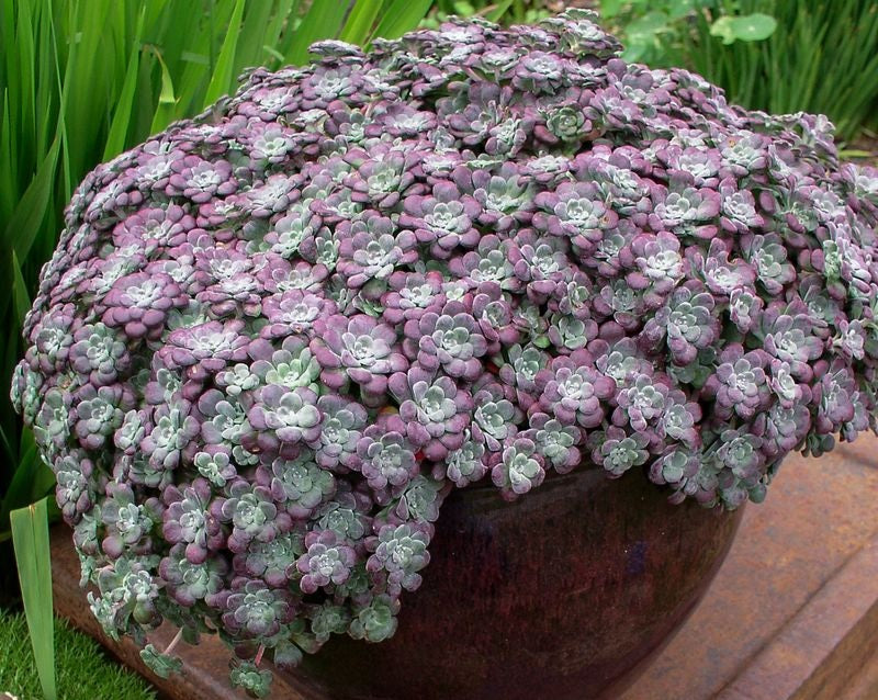 Sedum spathulifolium purpureum - PURPLE BLOB® - Broadleaf Stonecrop