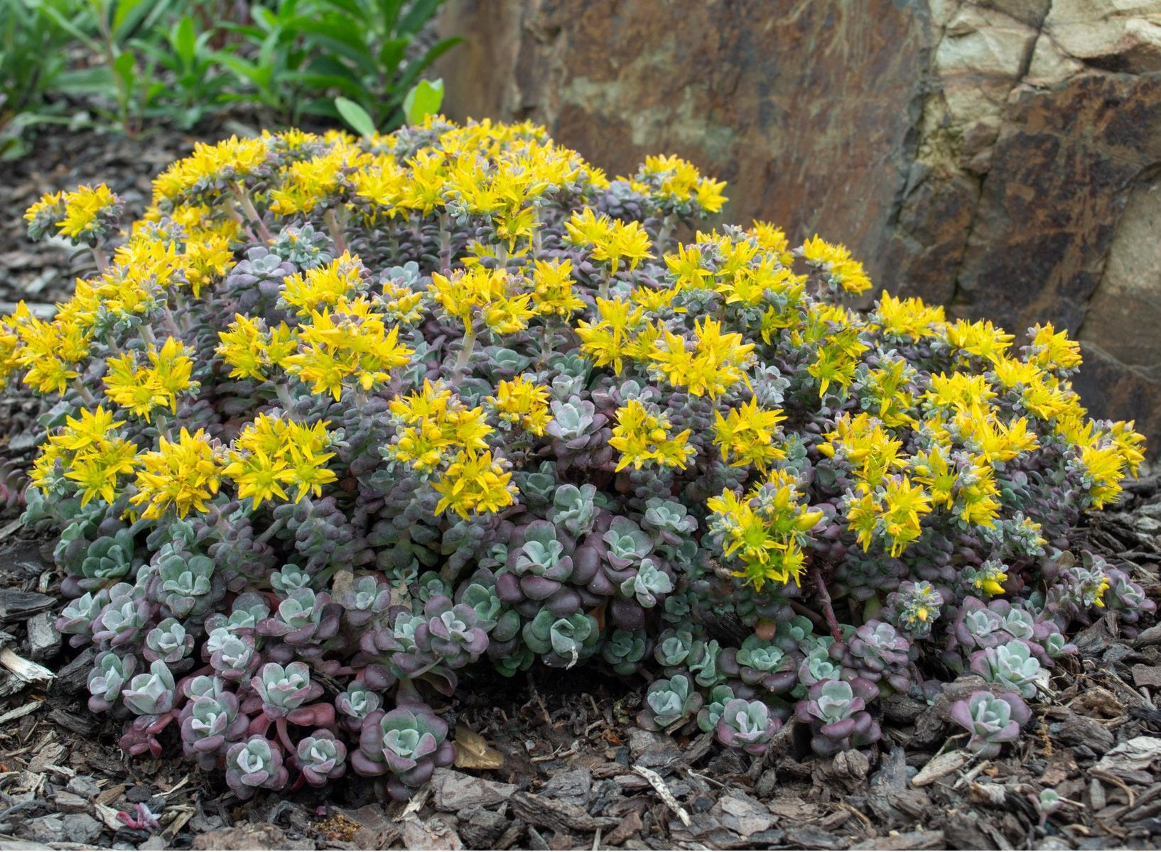 Sedum spathulifolium purpureum - PURPLE BLOB® - Broadleaf Stonecrop