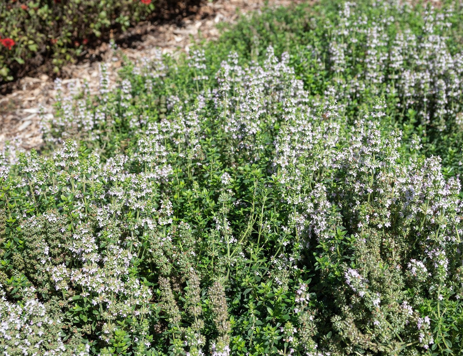 Thyme Creeping - CANDY BUTTONS - Thymus serpyllum