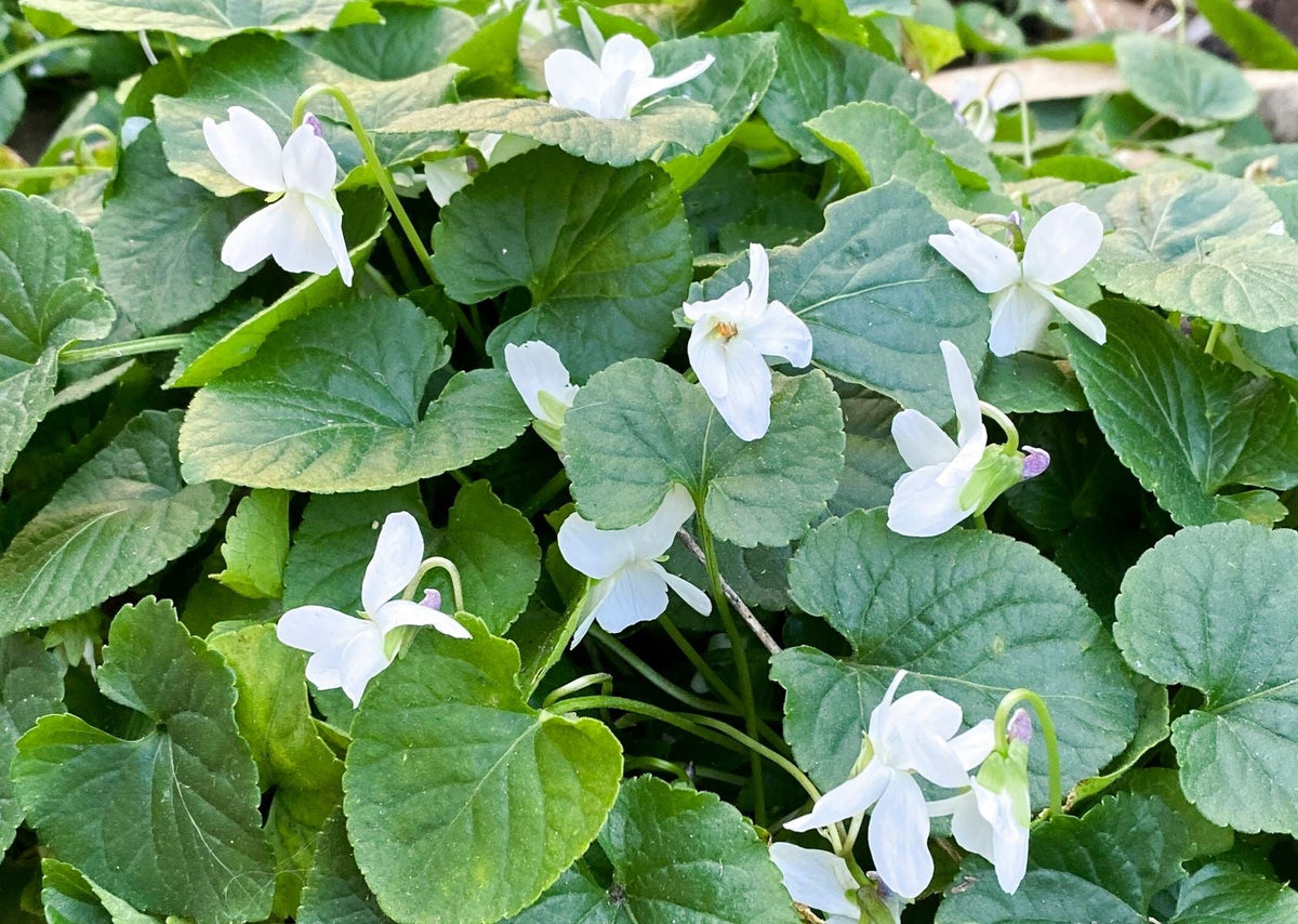 Viola odorata - ROYAL WEDDING - Sweet Violet