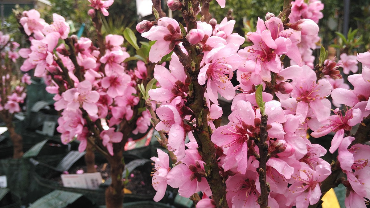 Prunus persica - 2-Way - Trixzie® NECTAZEE - PIXZEE - Dwarf Nectarine and Peach