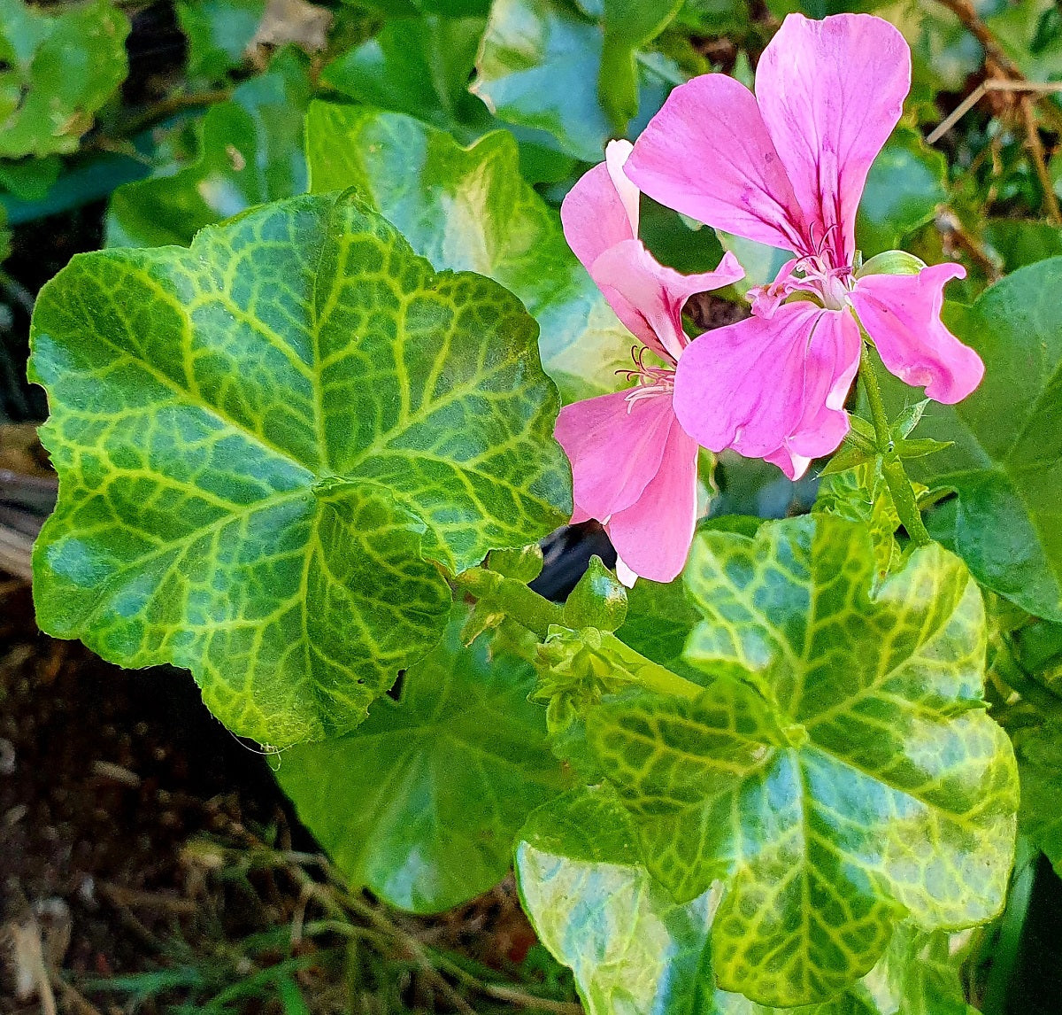 Pelargonium peltatum - CROCODILE - Pink Variegated Ivy Geranium