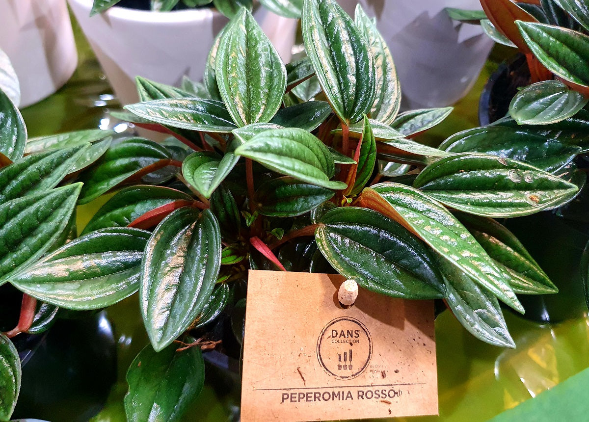 Peperomia marmorata x metallica - EDEN ROSSO - Metallic Silver Heart 'Eden Rosso' PBR