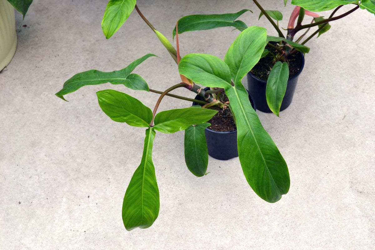 Philodendron - BIG EARS