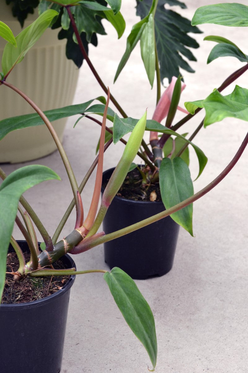 Philodendron - BIG EARS