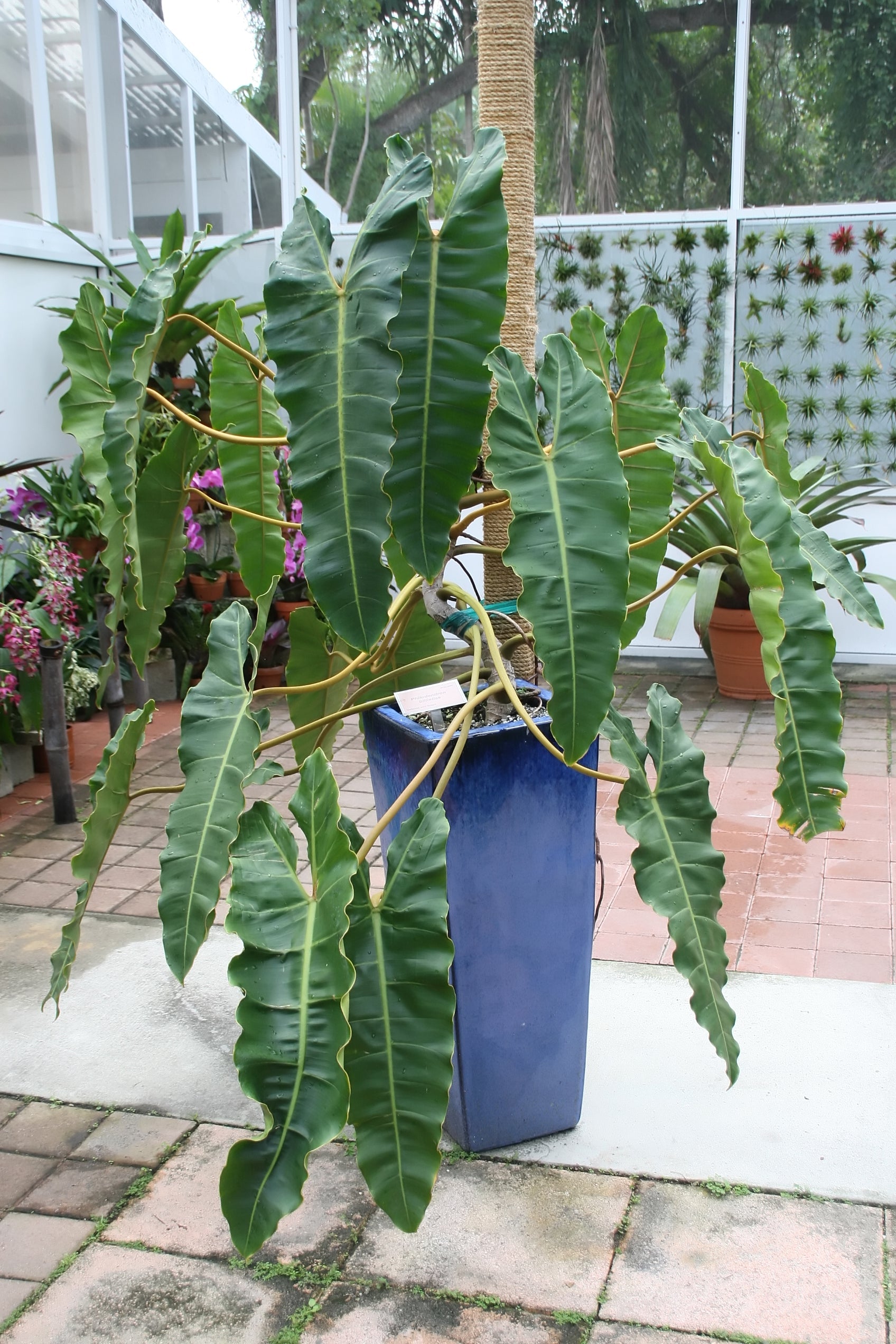 Philodendron billietiae - Philidor