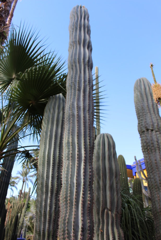 Pilosocereus pachycladus - Blue Columnar Cactus