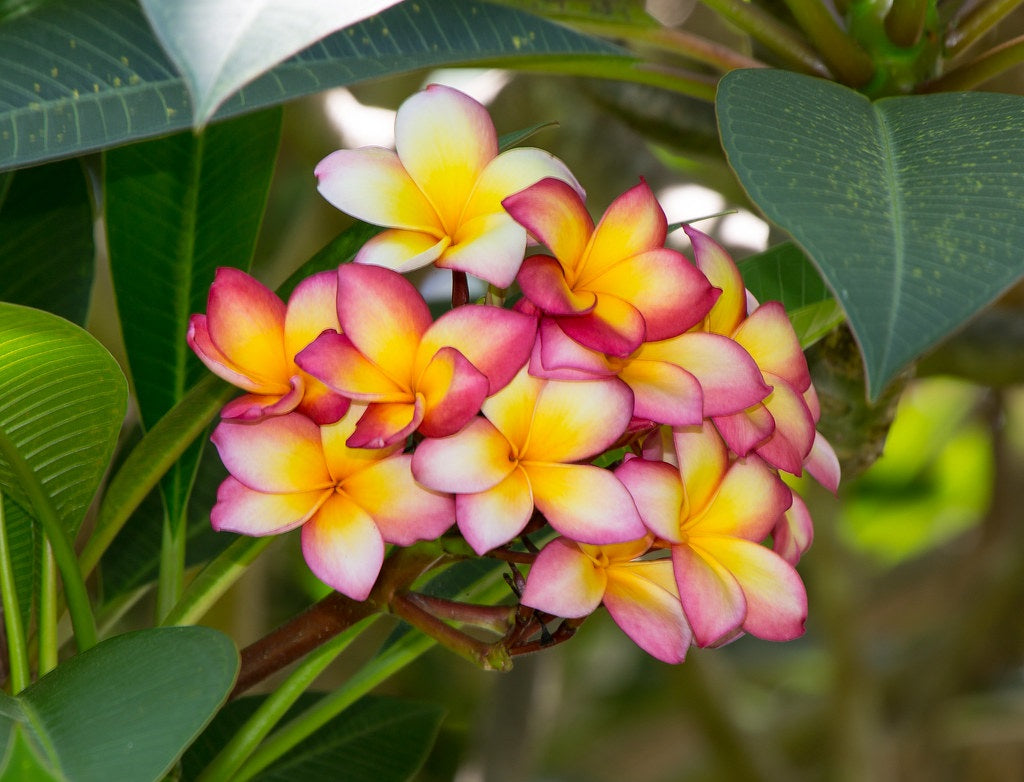 Plumeria rubra - GEORGE BROWN - Frangipani