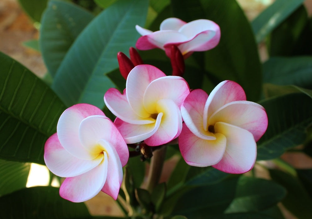 Plumeria rubra - LULU - Frangipani