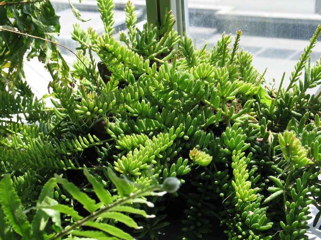 Rhipsalis mesembryanthoides - Clumpy Mistletoe Cactus