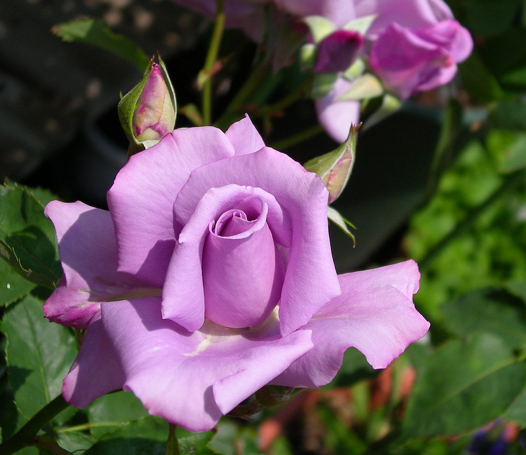 Rose - BLUE MOON