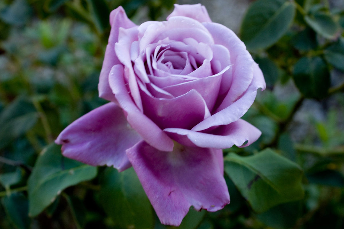 Rose - CHARLES DE GAULLE