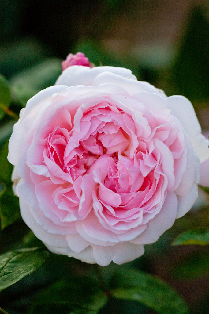 Rose - EGLANTINE