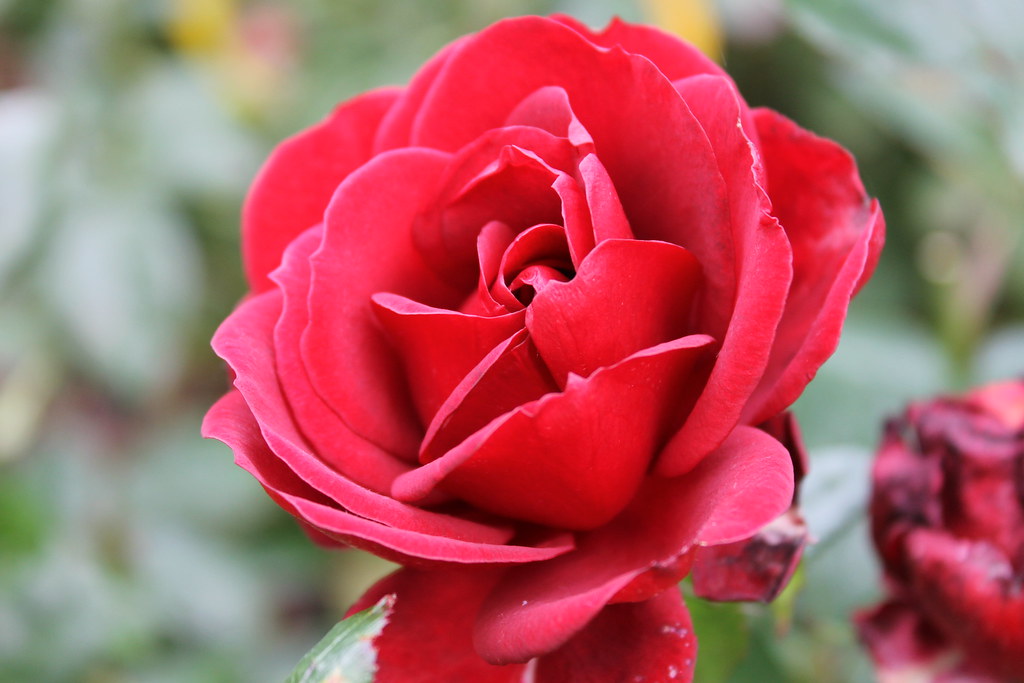 Rose - GALLIPOLI CENTENARY
