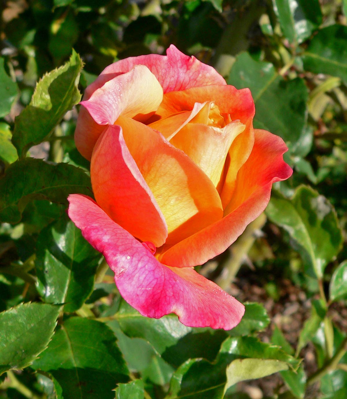 Rose - GRANADA