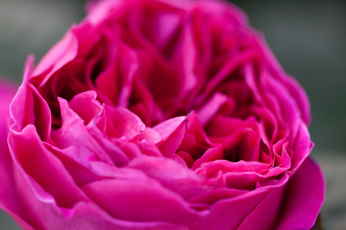 Rose - OTHELLO