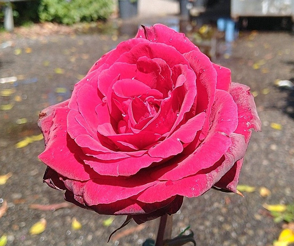 Rose - SHADOW