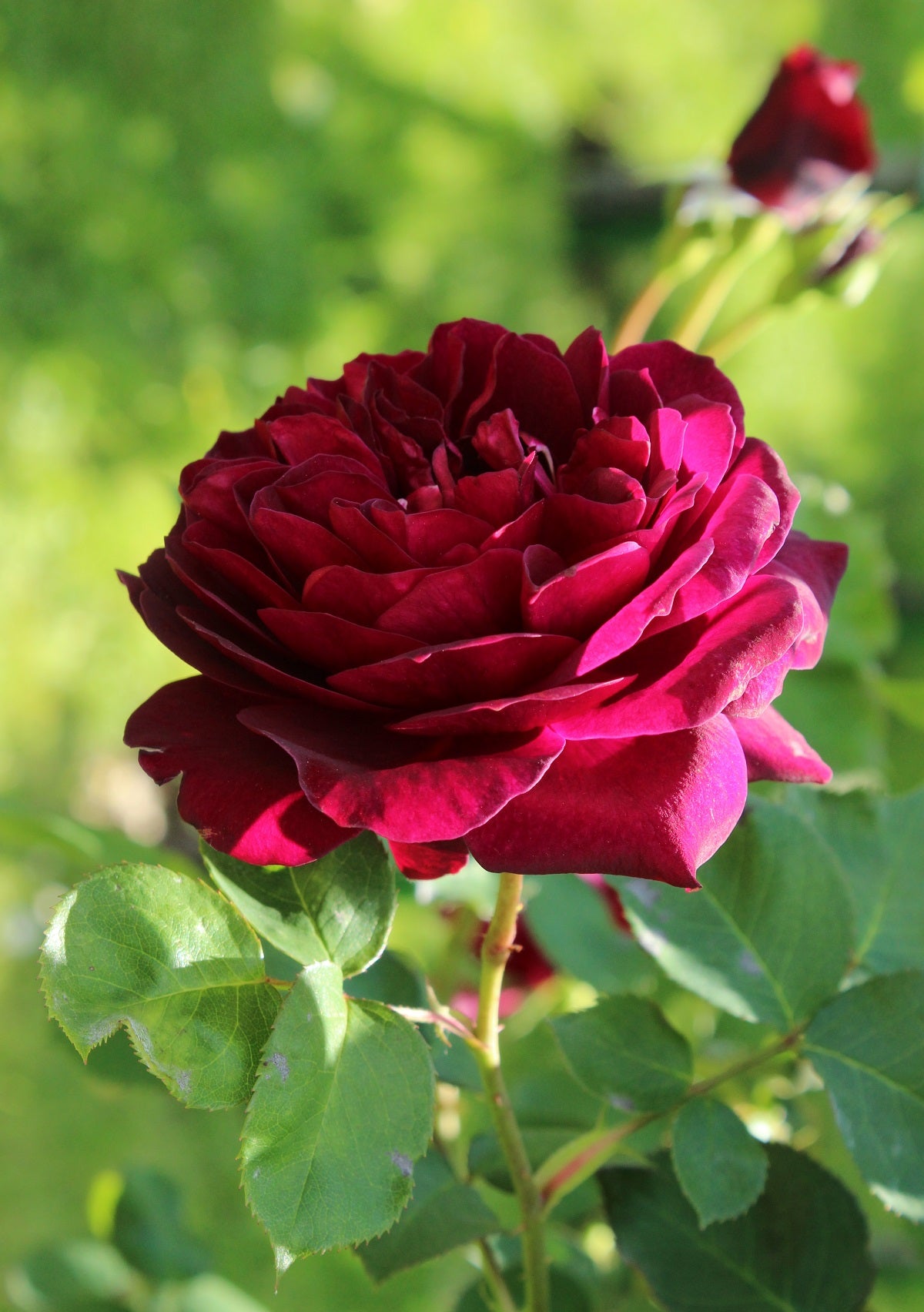 Rose - TRADESCANT