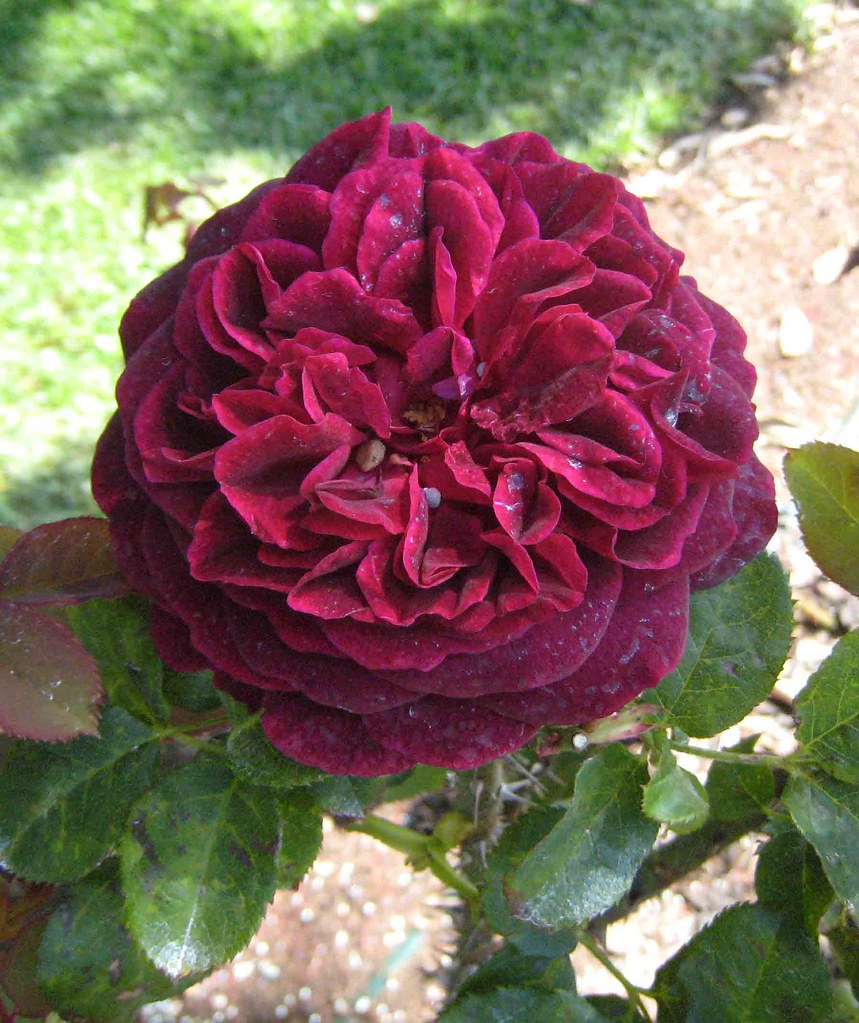 Rose - TRADESCANT