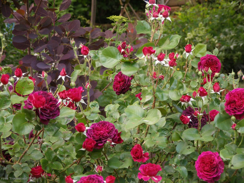 Rose - TRADESCANT