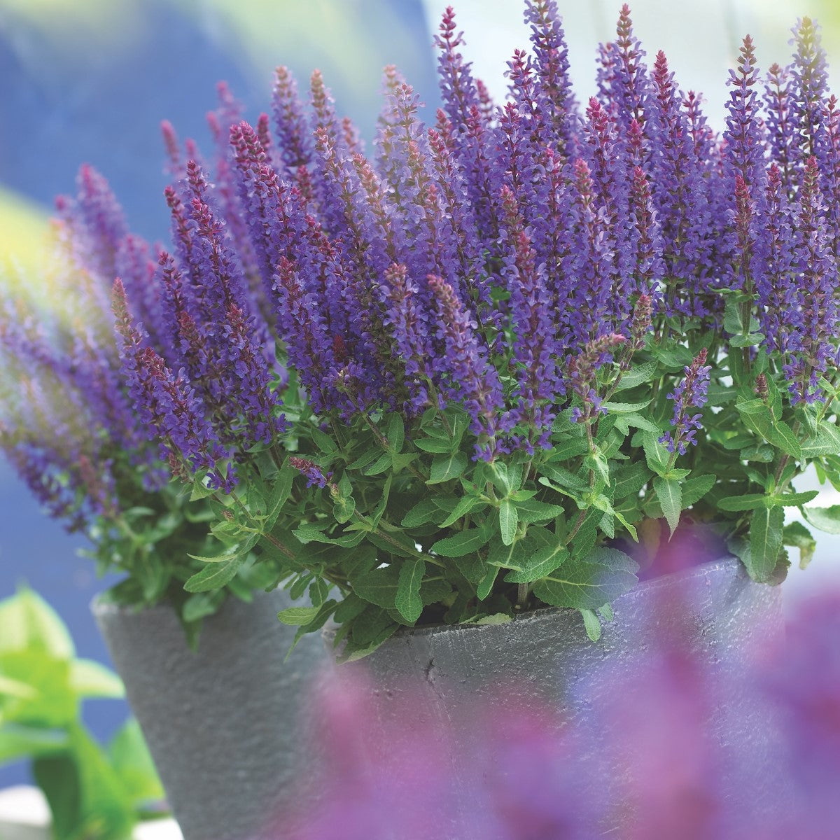 Salvia nemorosa - SENSATION BLUE - Woodland Sage