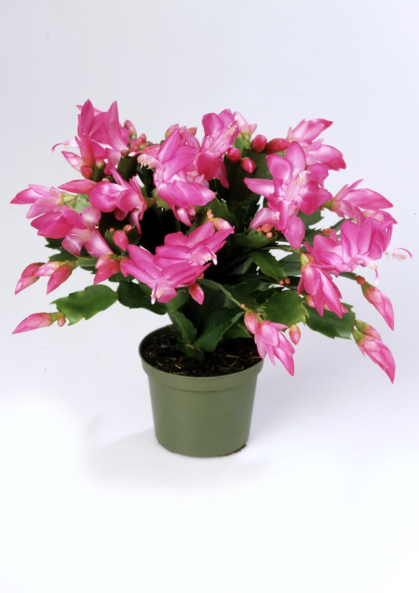 Schlumbergera - THOR RITT - Zygocactus Hanging Basket