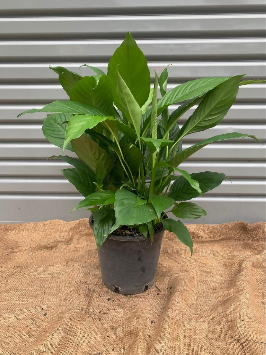 Spathiphyllum - MARACAY - Peace Lily