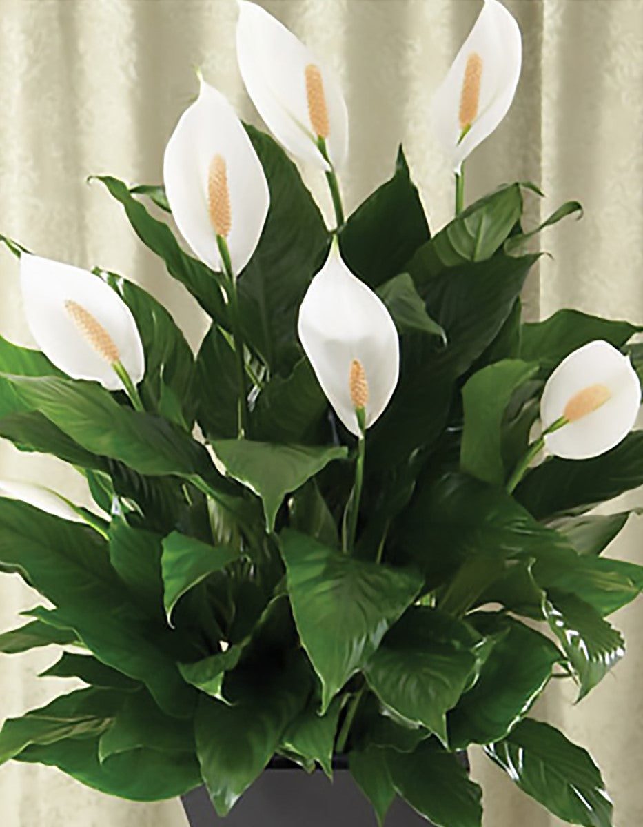 Spathiphyllum - MARACAY - Peace Lily