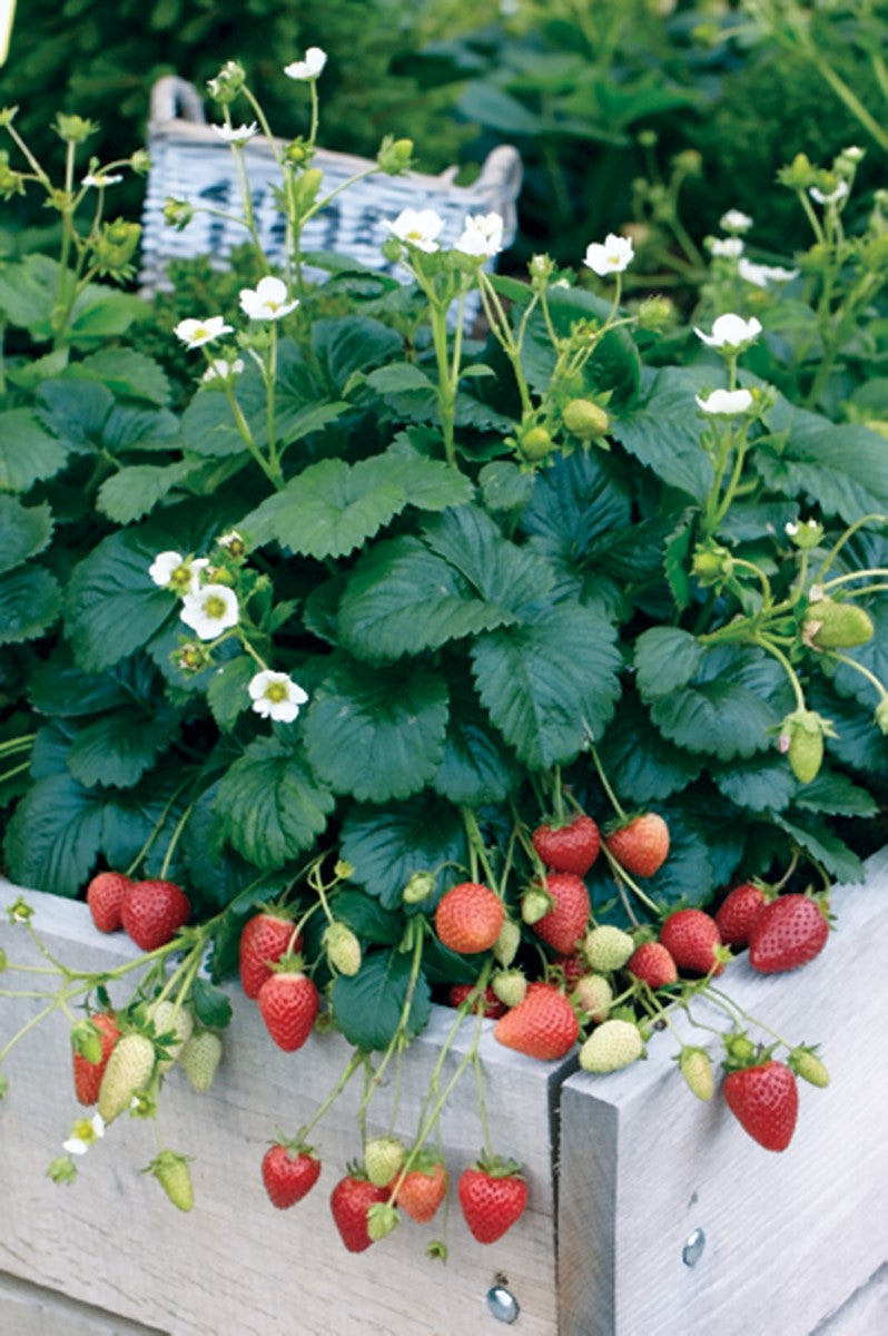 Strawberry - ELAN - Fragaria x ananassa