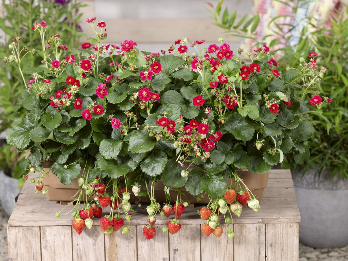 Strawberry - SUMMER BREEZE ROSE - Fragaria x ananassa