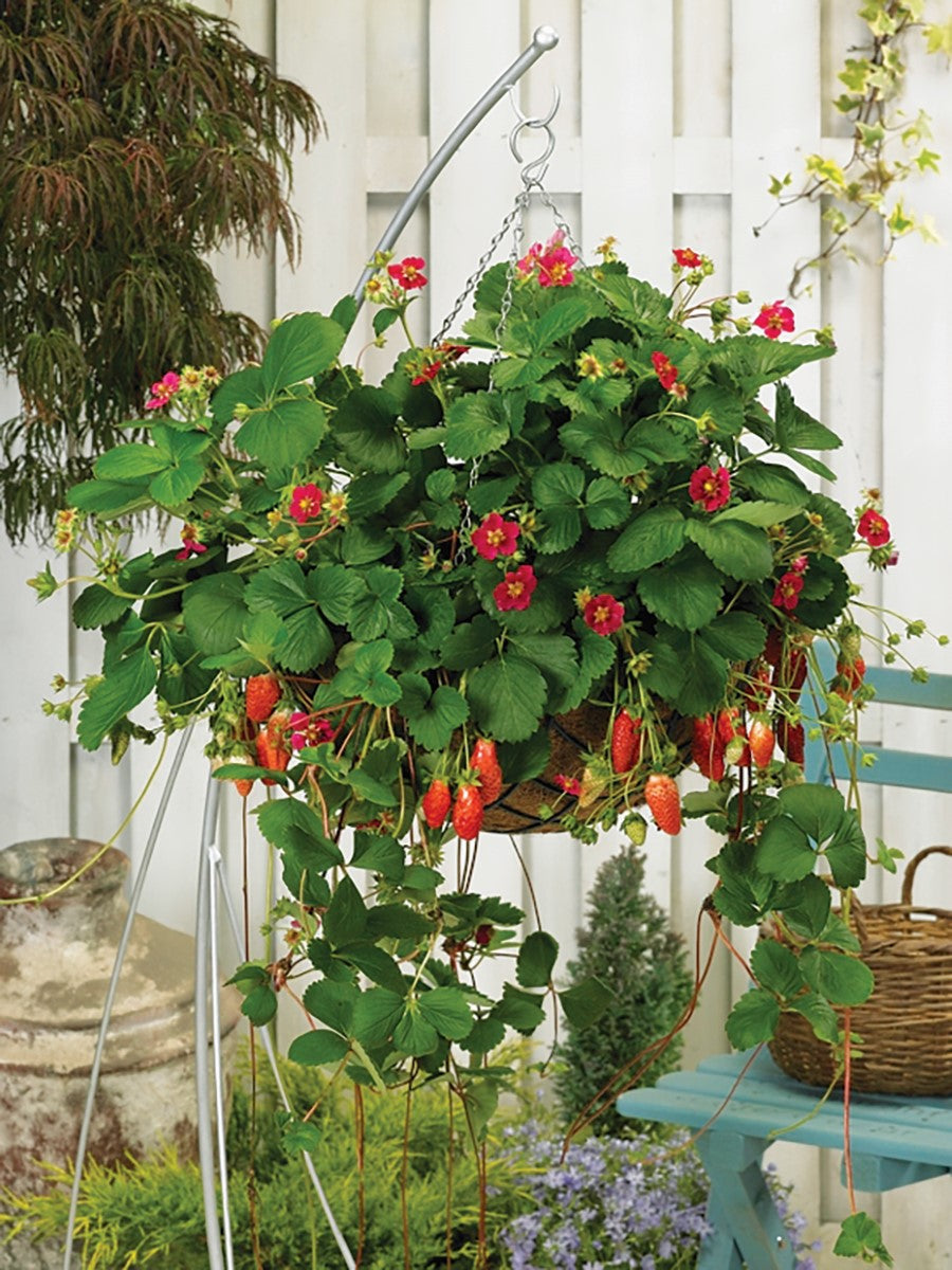 Strawberry - TARPAN - Fragaria x ananassa