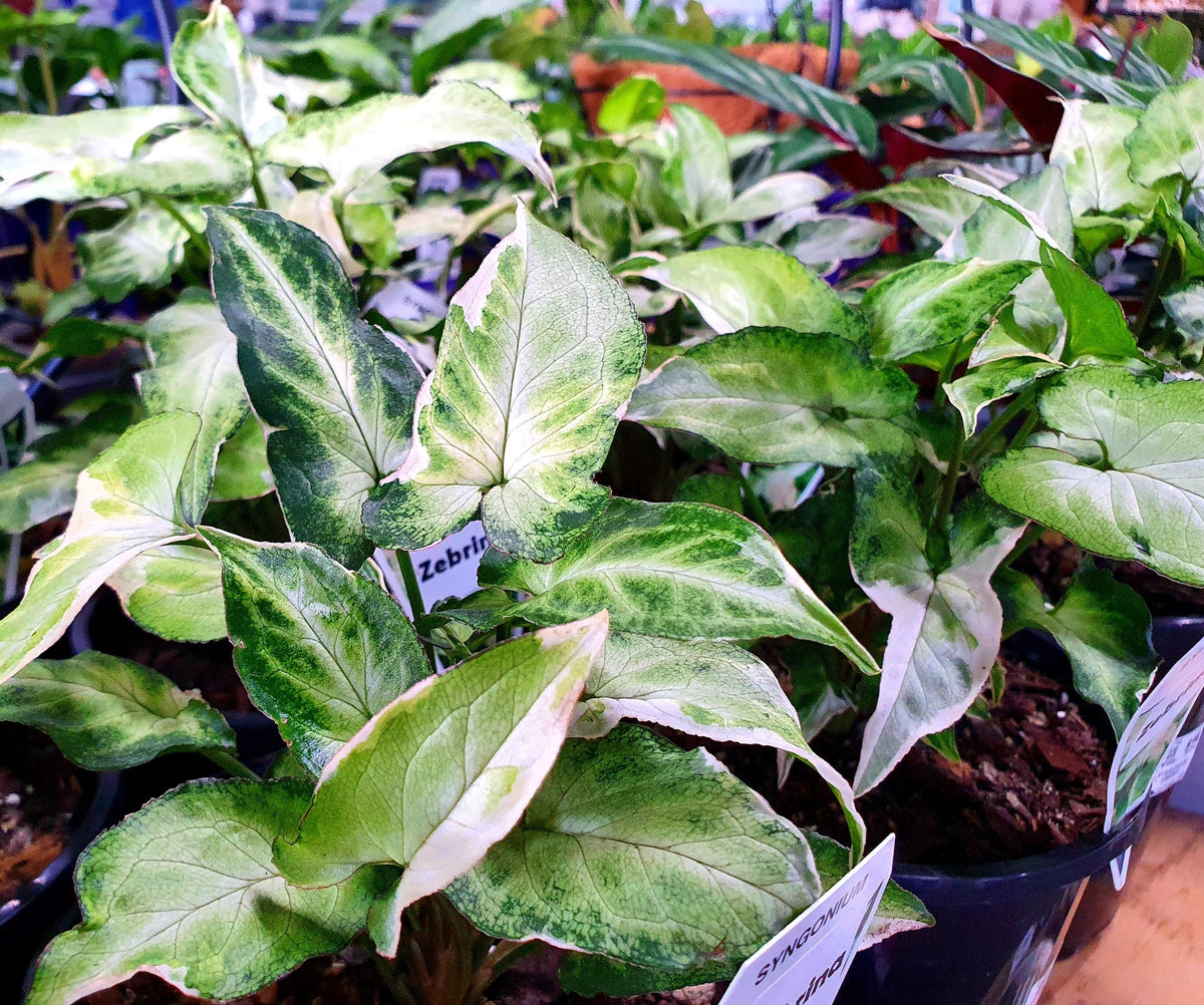 Syngonium podophyllum - STARLITE ZEBRINA