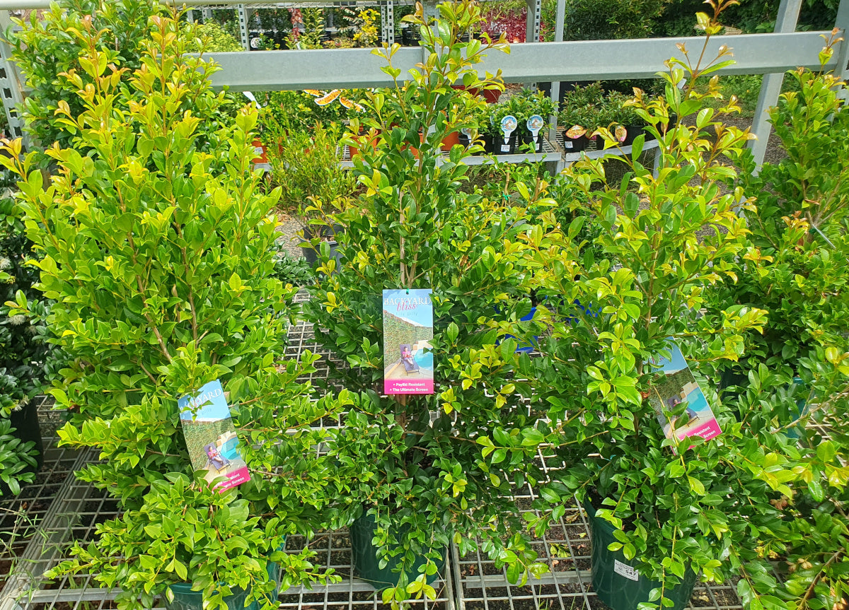Syzygium paniculatum - BACKYARD BLISS - Lilly Pilly