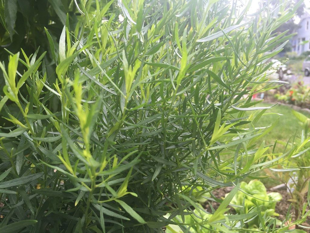 Tarragon French - Artemisia dracunculus sativa