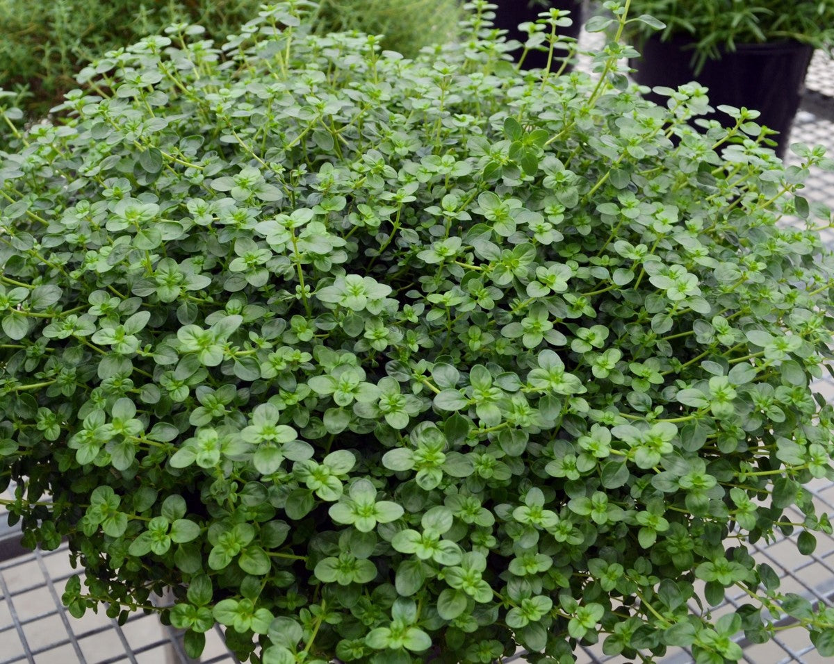 Thyme Broad-Leaf - TABOR - Thymus pulegioides