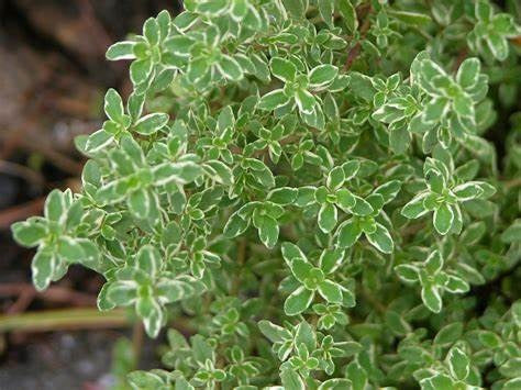 Thyme Lemon Variegated - Thymus x citriodorus