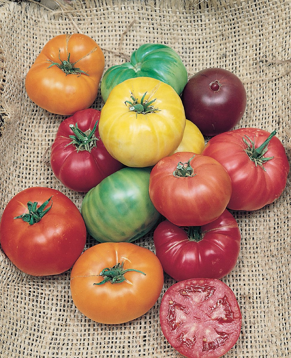 Tomato - HEIRLOOM RAINBOW - Solanum lycopersicum