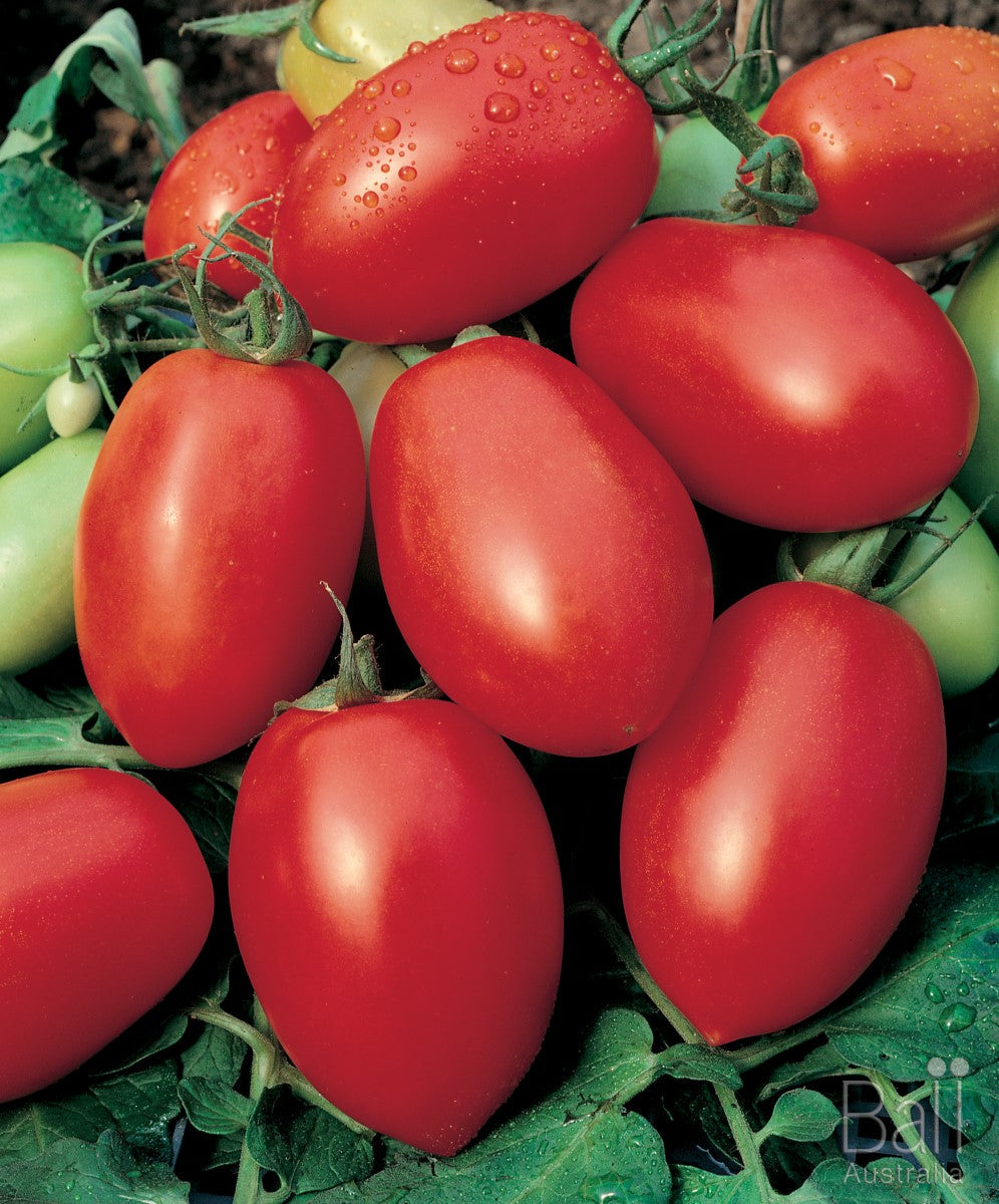 Tomato - ROMA - Solanum lycopersicum