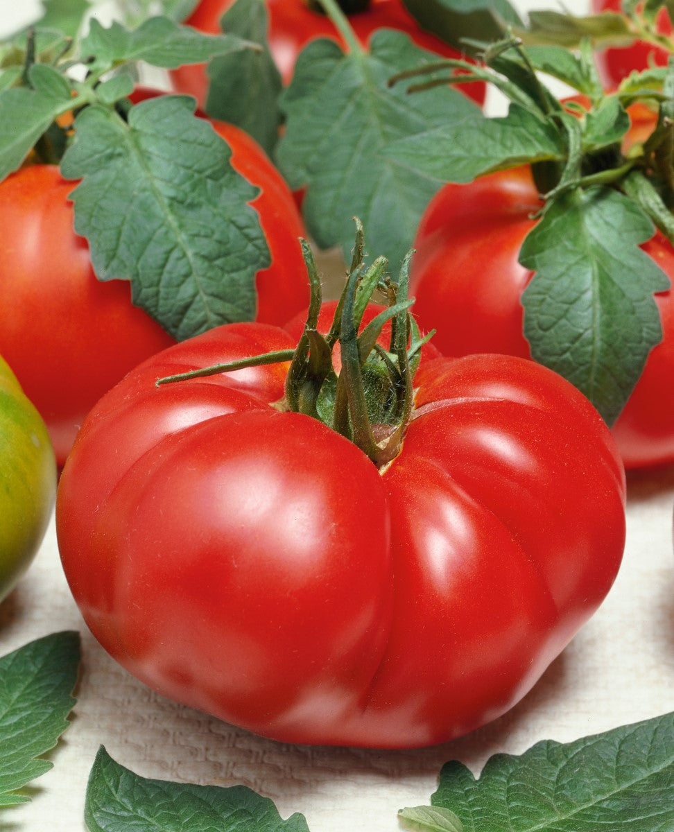 Tomato - ROUGE DE MARMANDE - Solanum lycopersicum