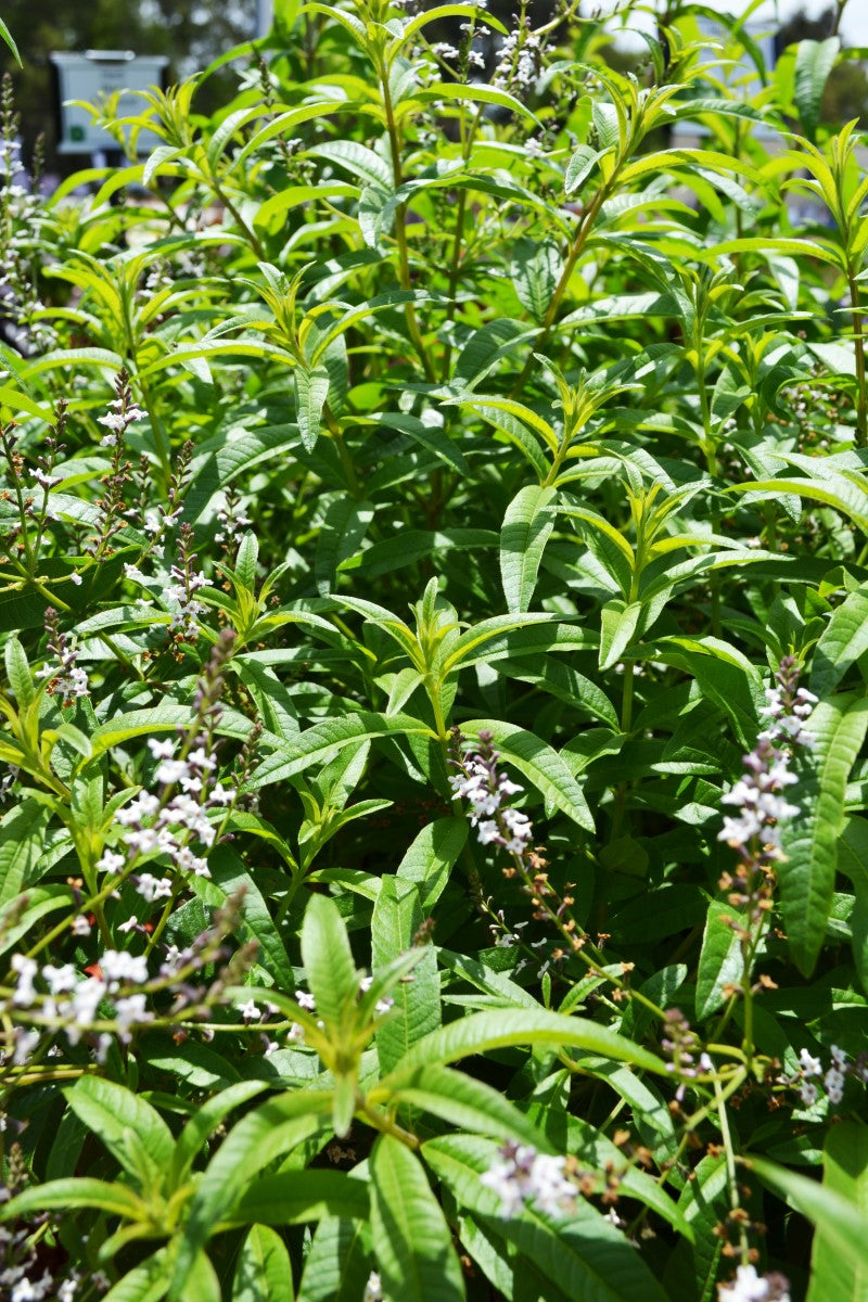 Verbena Lemon - Aloysia citriodora