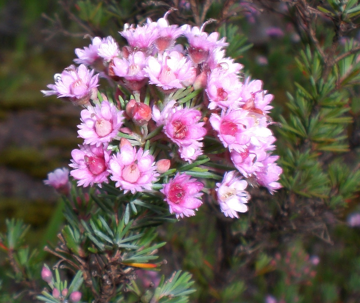 Verticordia plumosa - Plumed Featherflower