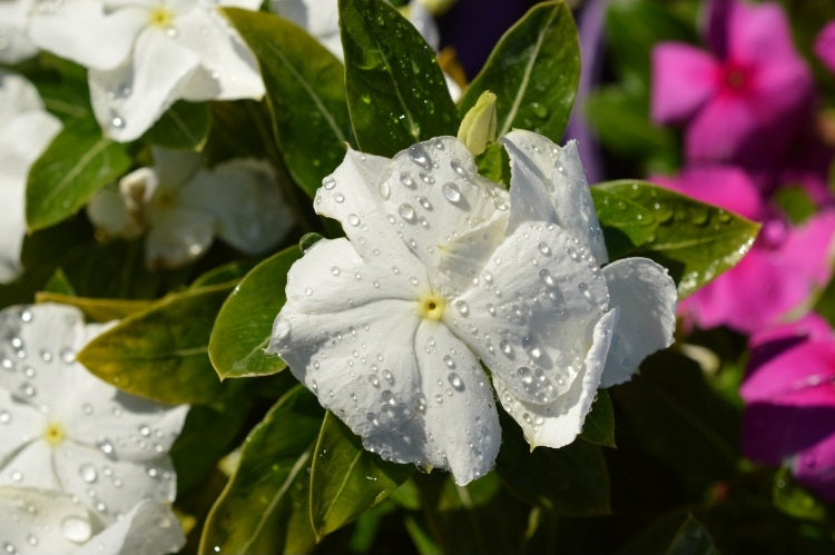 Vinca - WHITE - Catharanthus roseus