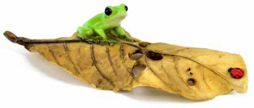 Froggy On Large Leaf