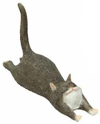 Modi The Cat